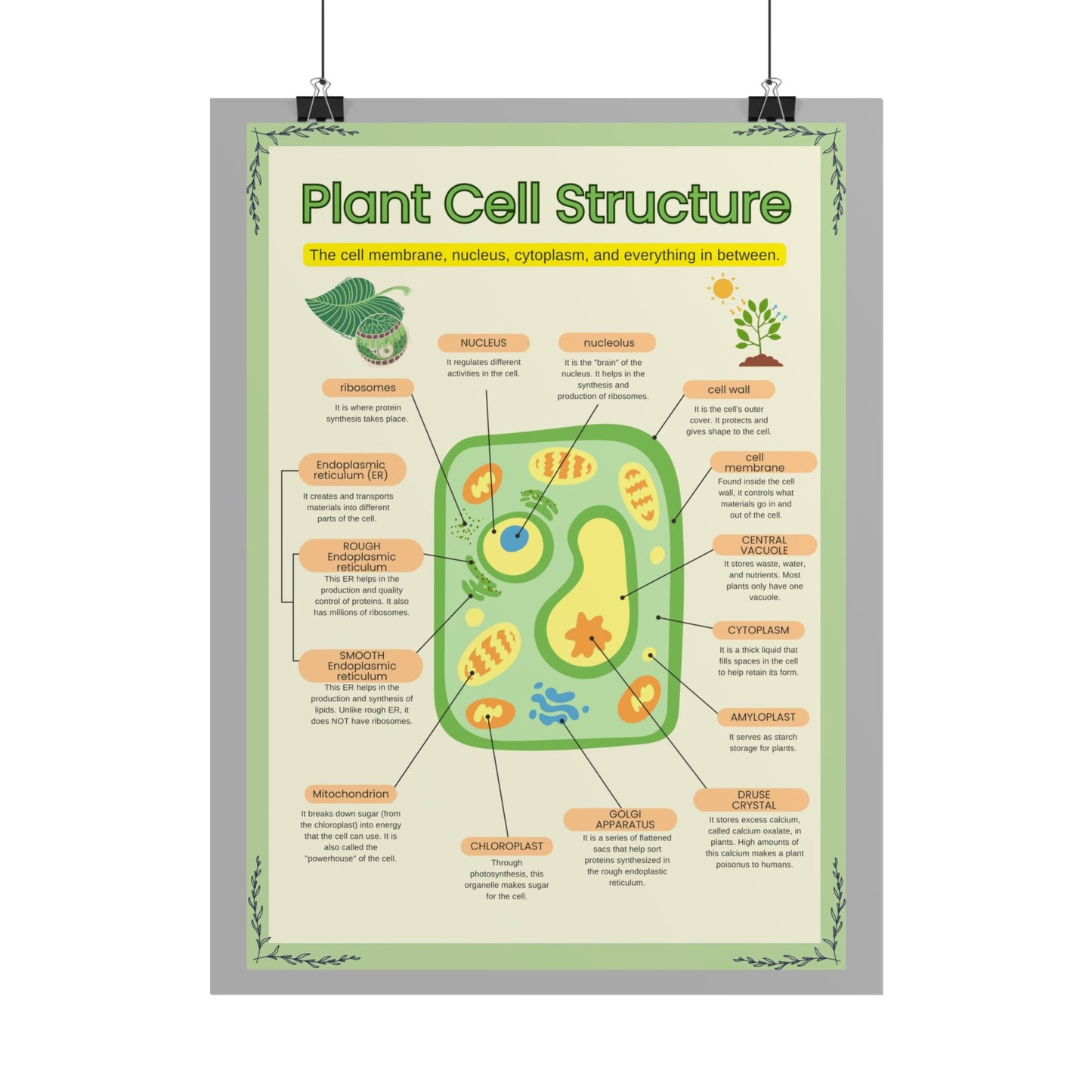Botanical Biology Rolled Posters, Plant Cell Structure Classroom Wall Decor, Great for Teachers, Homeschool, Educational Prints, Science