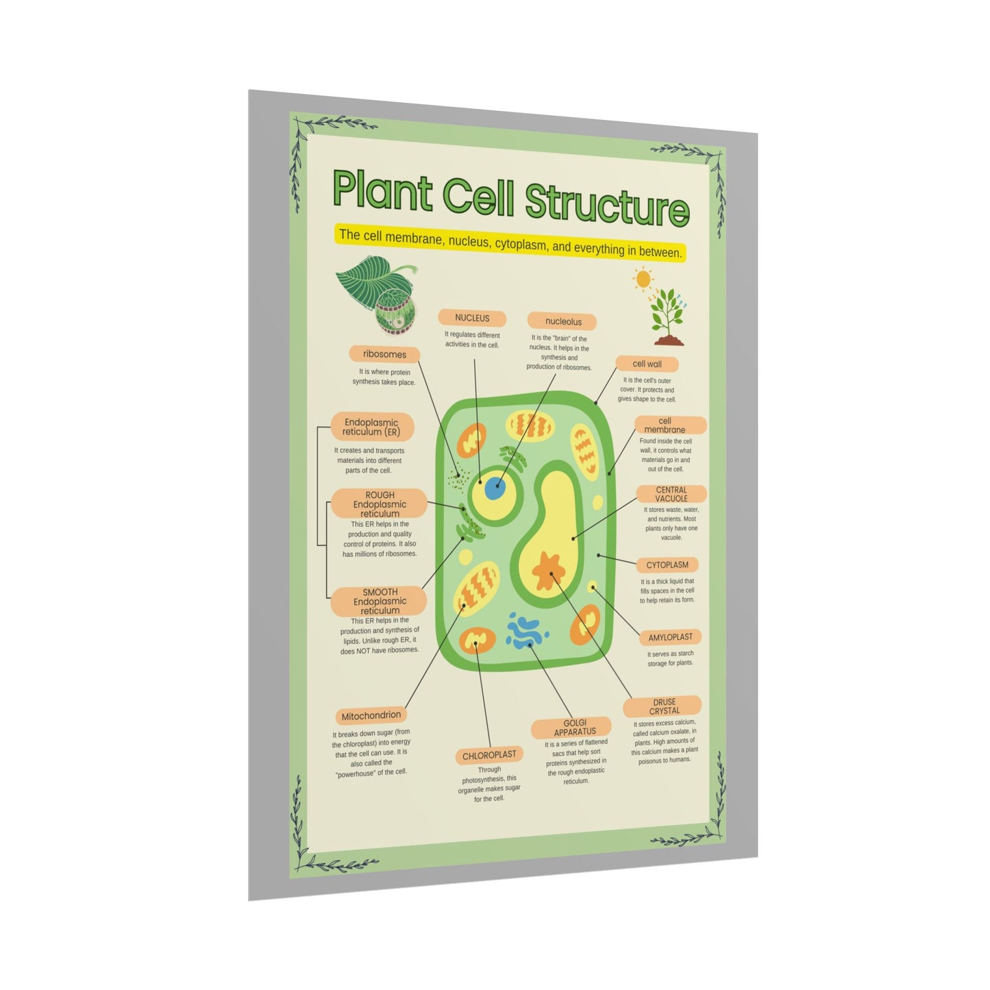Botanical Biology Rolled Posters, Plant Cell Structure Classroom Wall Decor, Great for Teachers, Homeschool, Educational Prints, Science