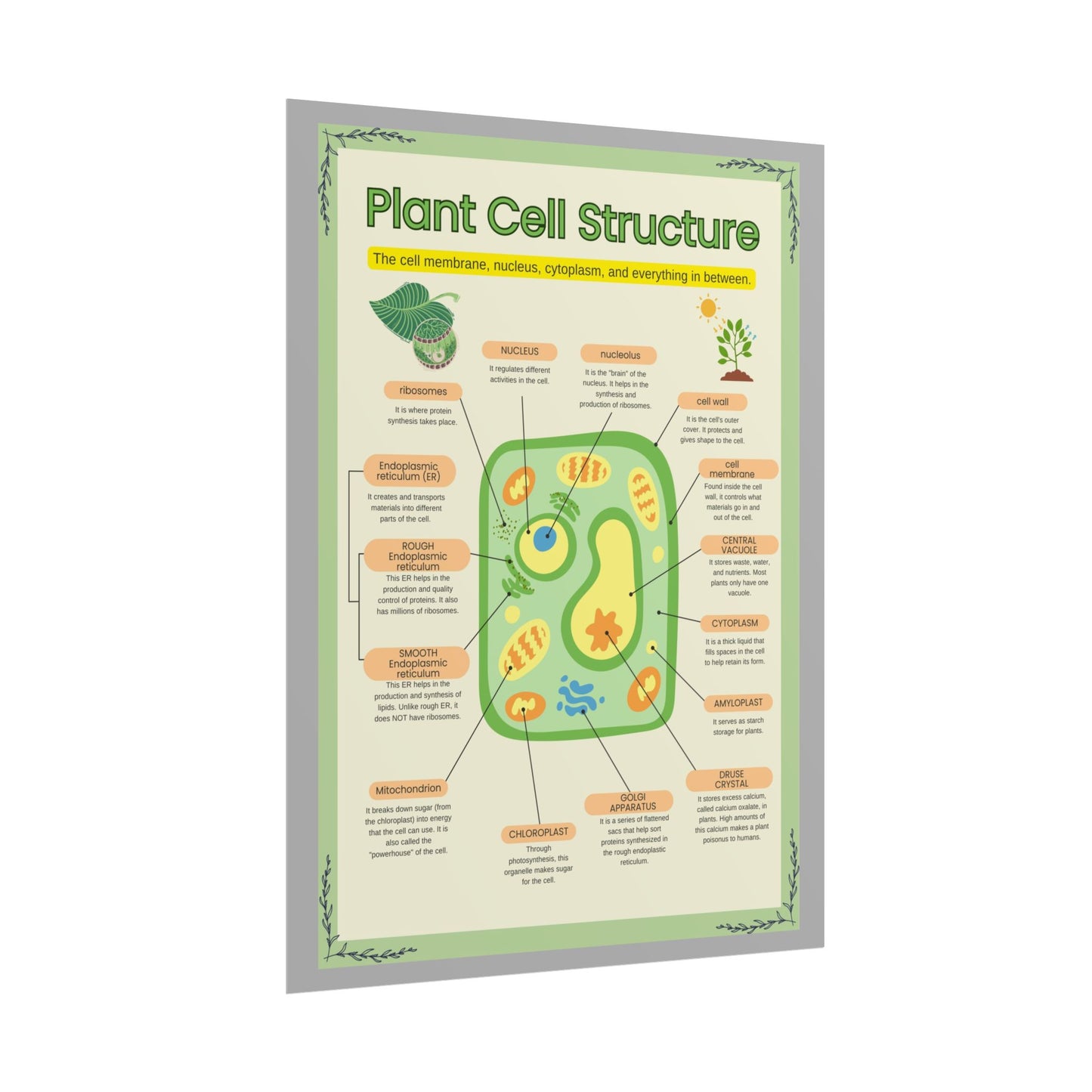 Botanical Biology Rolled Posters, Plant Cell Structure Classroom Wall Decor, Great for Teachers, Homeschool, Educational Prints, Science