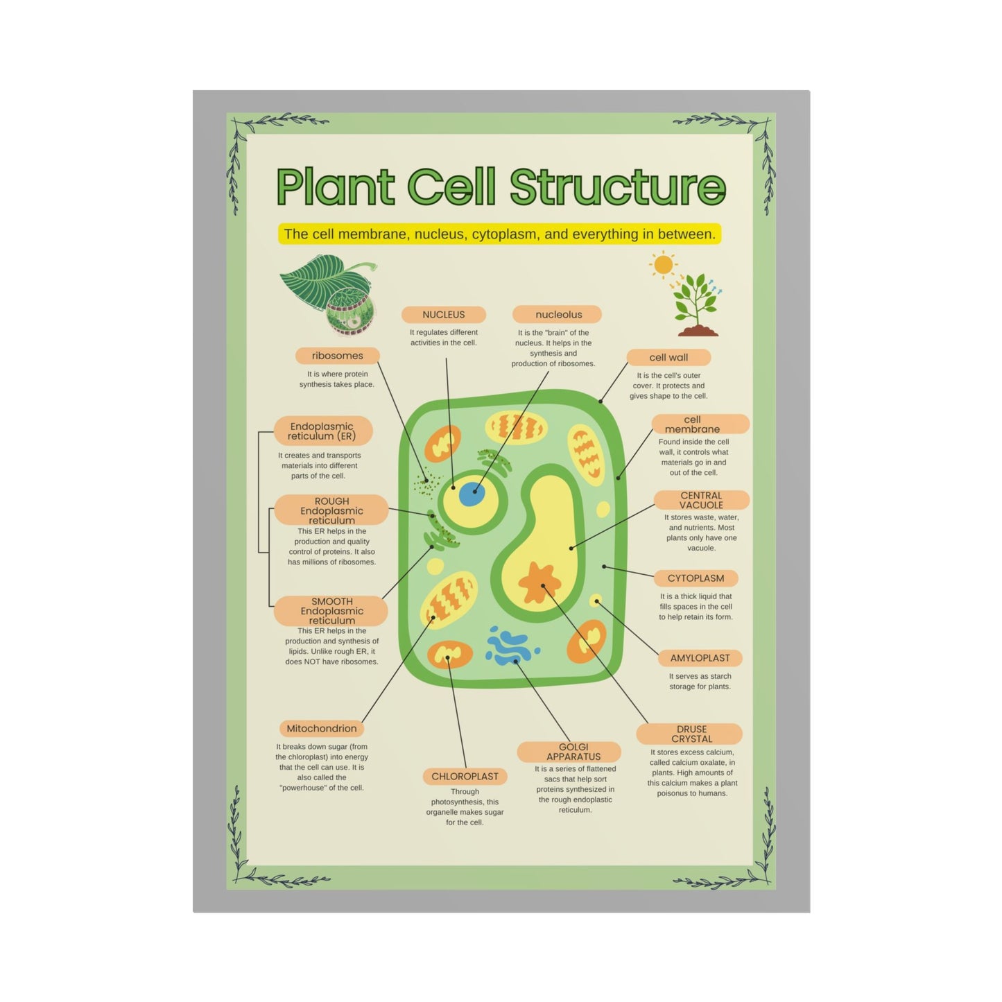 Botanical Biology Rolled Posters, Plant Cell Structure Classroom Wall Decor, Great for Teachers, Homeschool, Educational Prints, Science