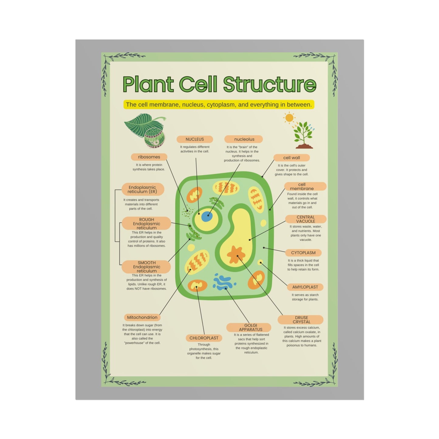 Botanical Biology Rolled Posters, Plant Cell Structure Classroom Wall Decor, Great for Teachers, Homeschool, Educational Prints, Science