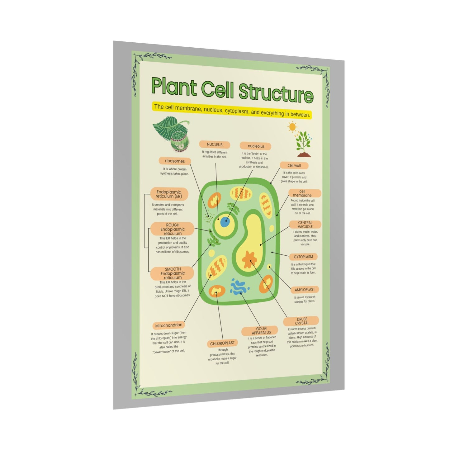 Botanical Biology Rolled Posters, Plant Cell Structure Classroom Wall Decor, Great for Teachers, Homeschool, Educational Prints, Science