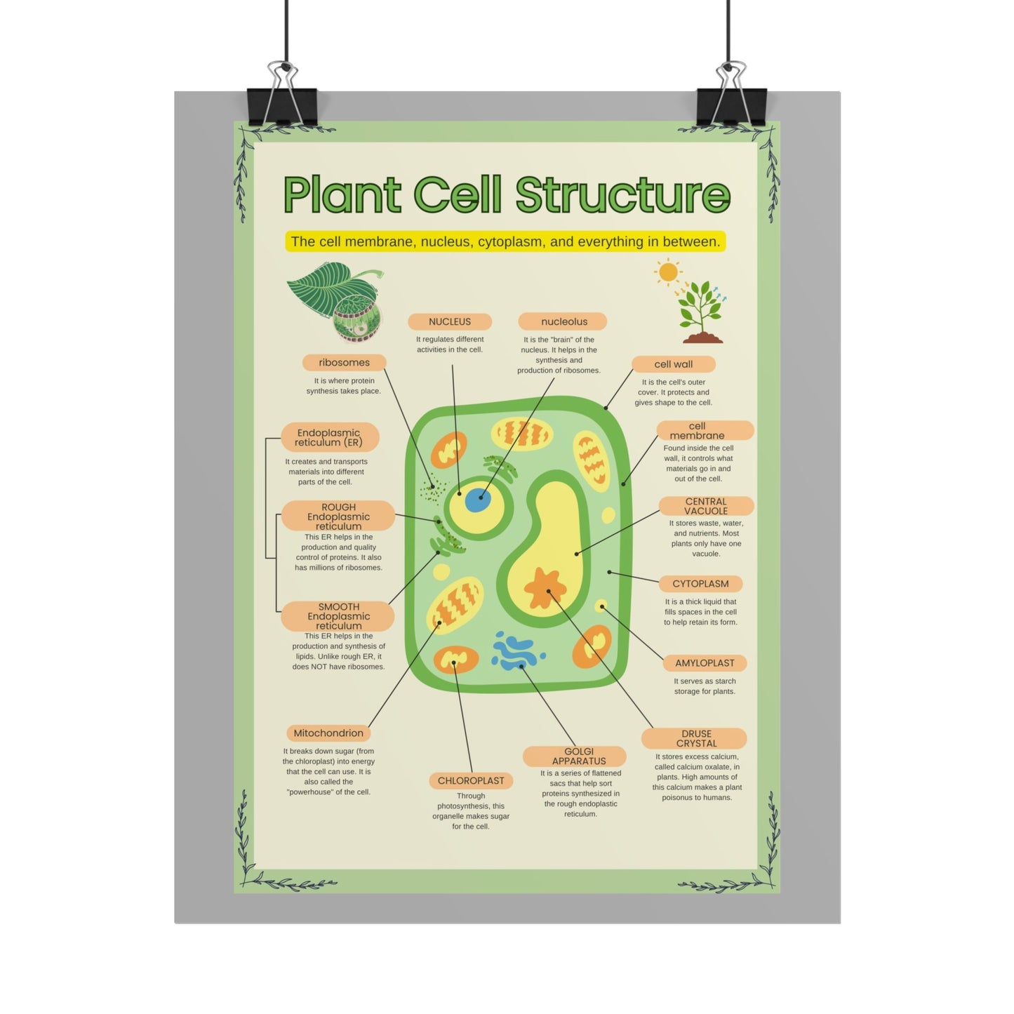 Botanical Biology Rolled Posters, Plant Cell Structure Classroom Wall Decor, Great for Teachers, Homeschool, Educational Prints, Science