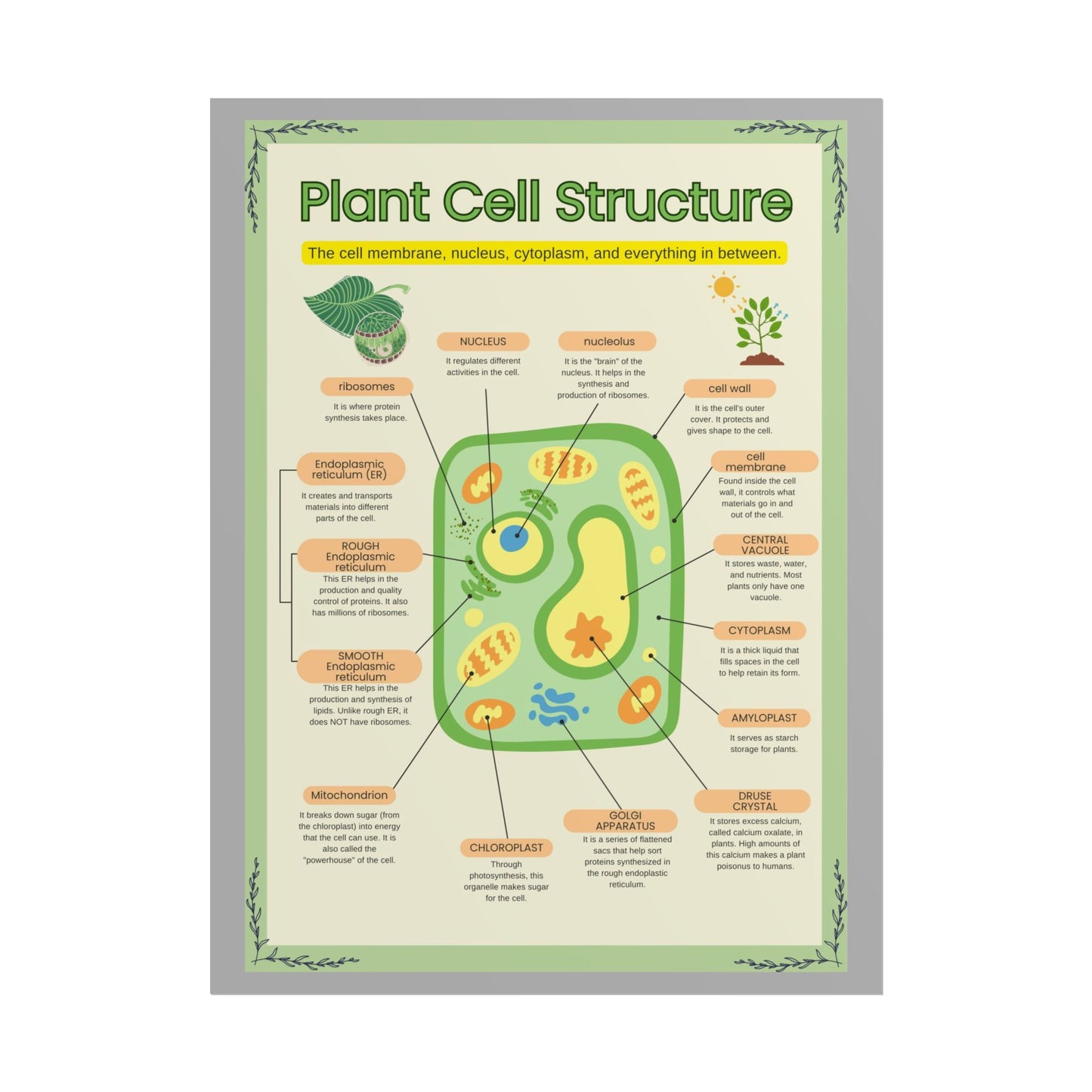 Botanical Biology Rolled Posters, Plant Cell Structure Classroom Wall Decor, Great for Teachers, Homeschool, Educational Prints, Science