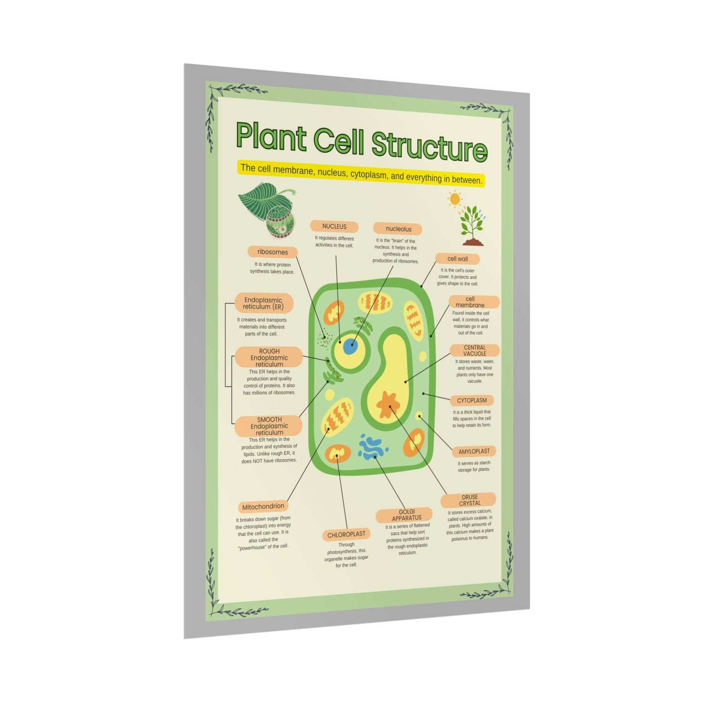 Botanical Biology Rolled Posters, Plant Cell Structure Classroom Wall Decor, Great for Teachers, Homeschool, Educational Prints, Science