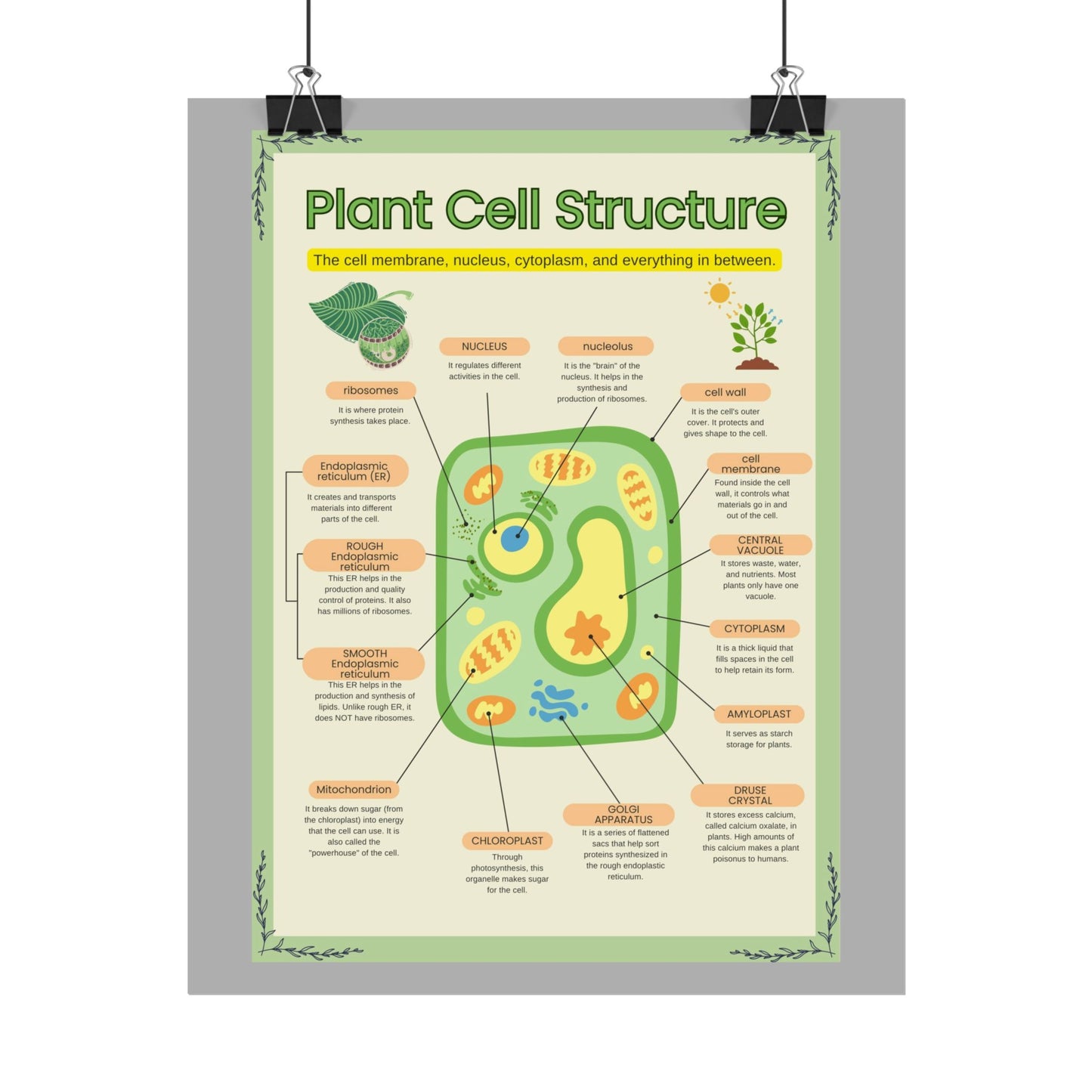 Botanical Biology Rolled Posters, Plant Cell Structure Classroom Wall Decor, Great for Teachers, Homeschool, Educational Prints, Science