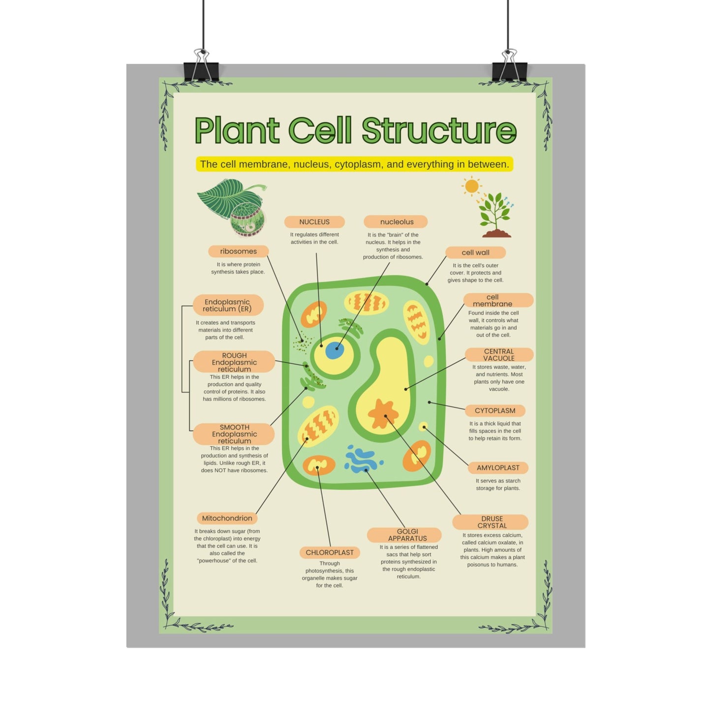 Botanical Biology Rolled Posters, Plant Cell Structure Classroom Wall Decor, Great for Teachers, Homeschool, Educational Prints, Science