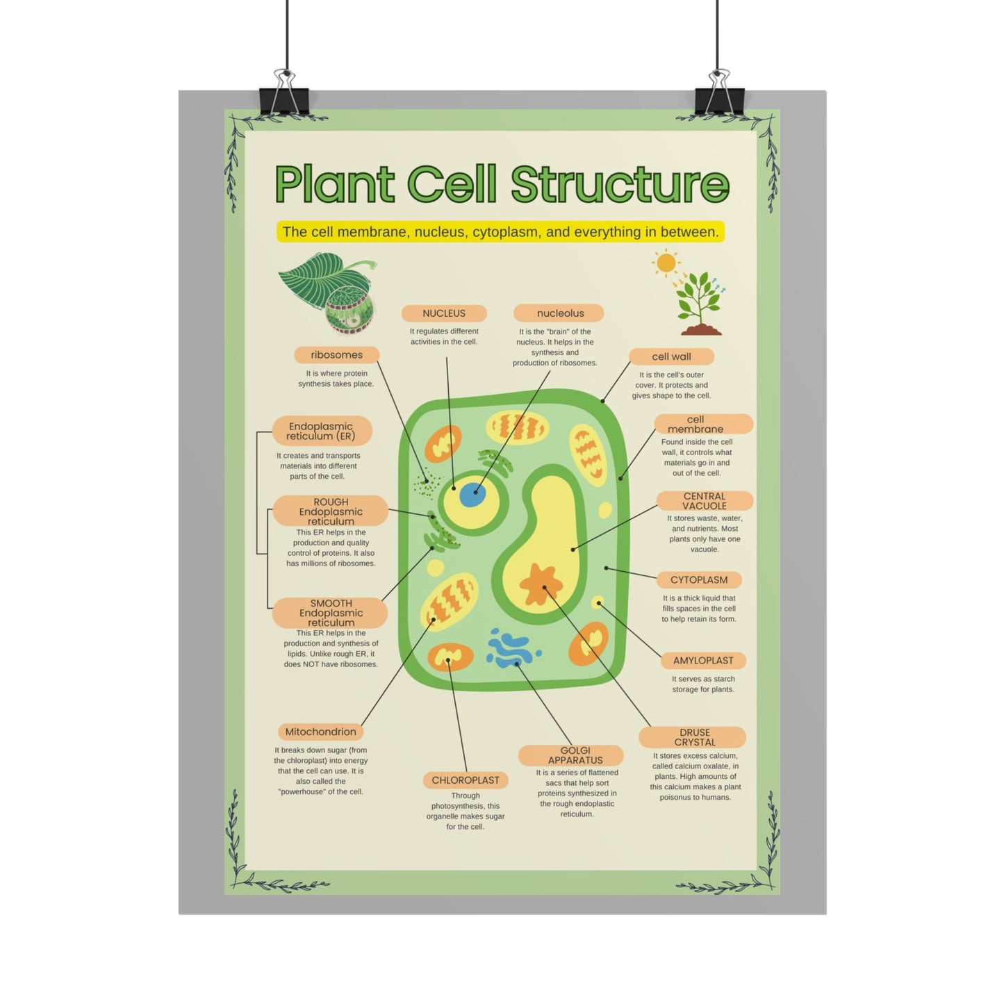 Botanical Biology Rolled Posters, Plant Cell Structure Classroom Wall Decor, Great for Teachers, Homeschool, Educational Prints, Science