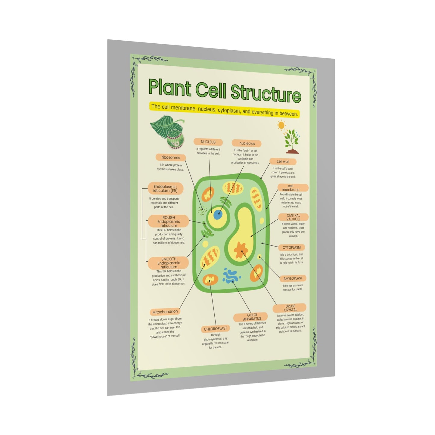 Botanical Biology Rolled Posters, Plant Cell Structure Classroom Wall Decor, Great for Teachers, Homeschool, Educational Prints, Science