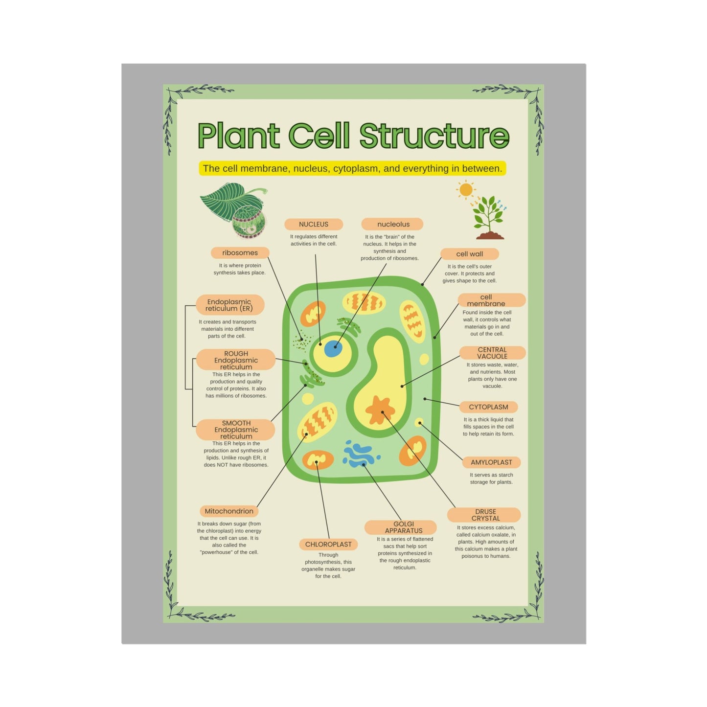 Botanical Biology Rolled Posters, Plant Cell Structure Classroom Wall Decor, Great for Teachers, Homeschool, Educational Prints, Science