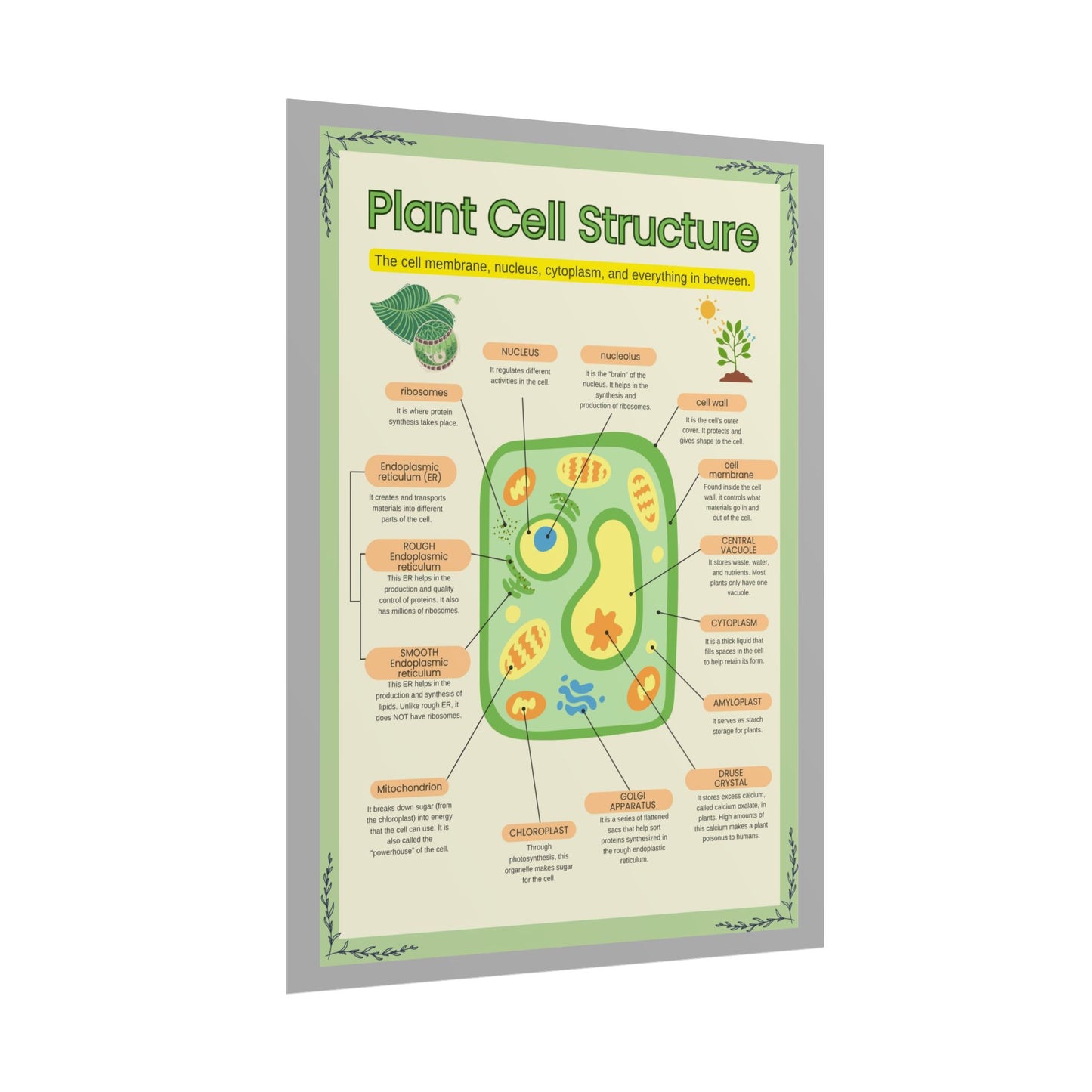 Botanical Biology Rolled Posters, Plant Cell Structure Classroom Wall Decor, Great for Teachers, Homeschool, Educational Prints, Science