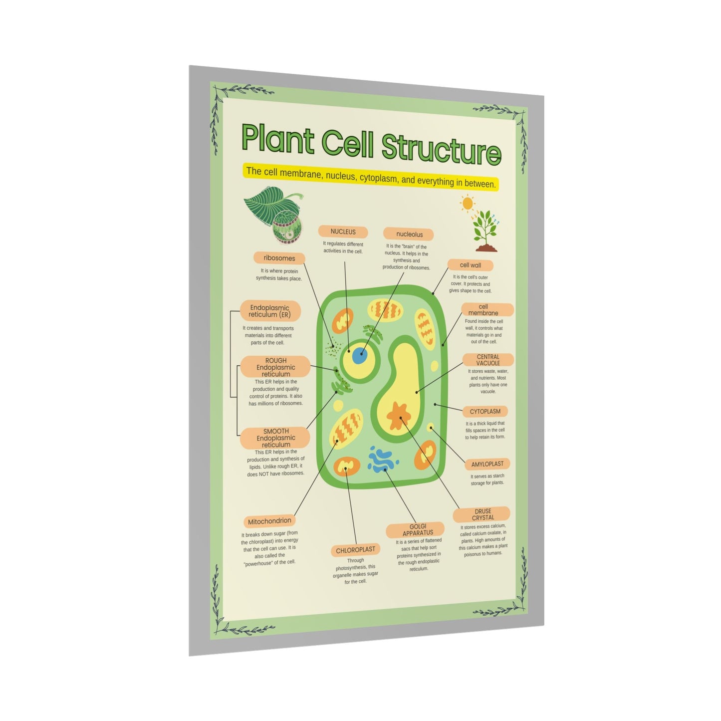 Botanical Biology Rolled Posters, Plant Cell Structure Classroom Wall Decor, Great for Teachers, Homeschool, Educational Prints, Science