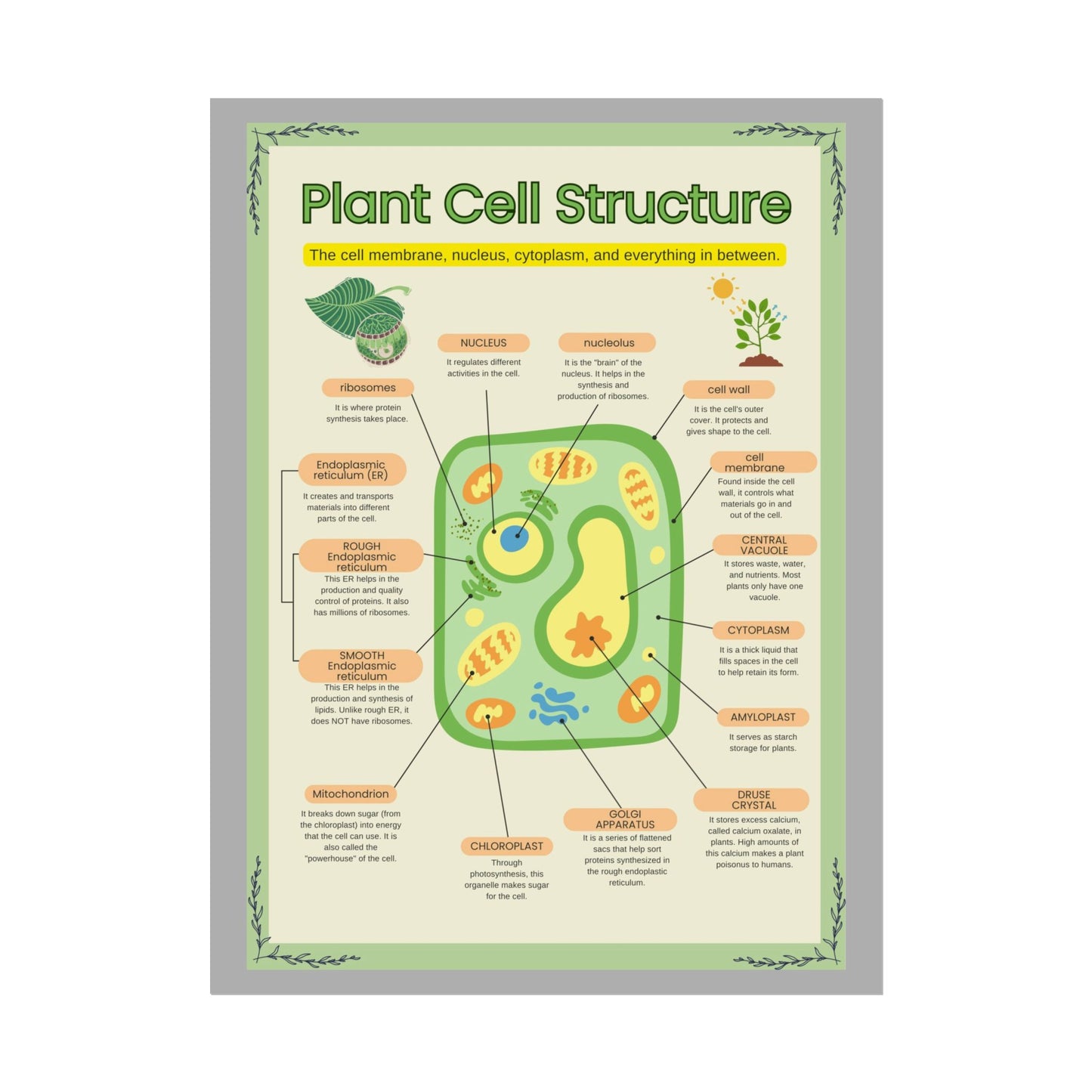 Botanical Biology Rolled Posters, Plant Cell Structure Classroom Wall Decor, Great for Teachers, Homeschool, Educational Prints, Science