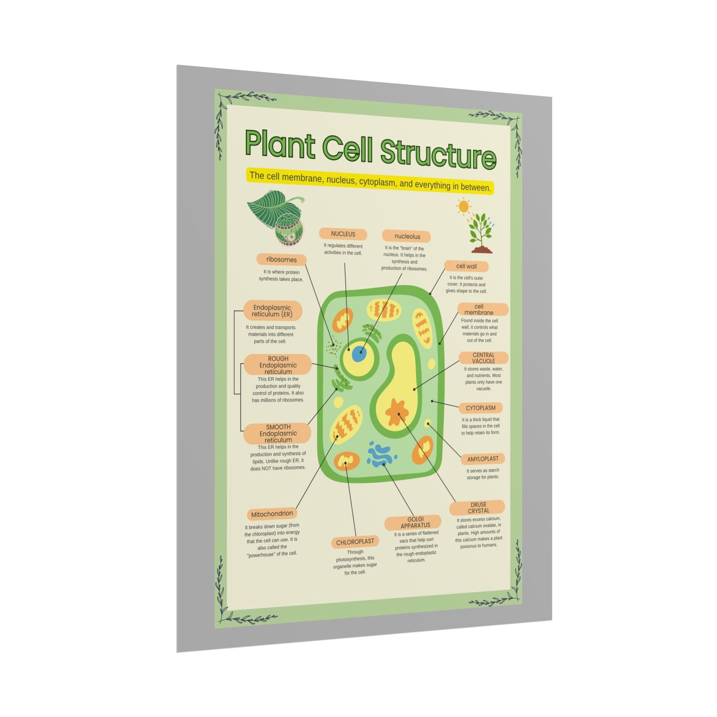 Botanical Biology Rolled Posters, Plant Cell Structure Classroom Wall Decor, Great for Teachers, Homeschool, Educational Prints, Science