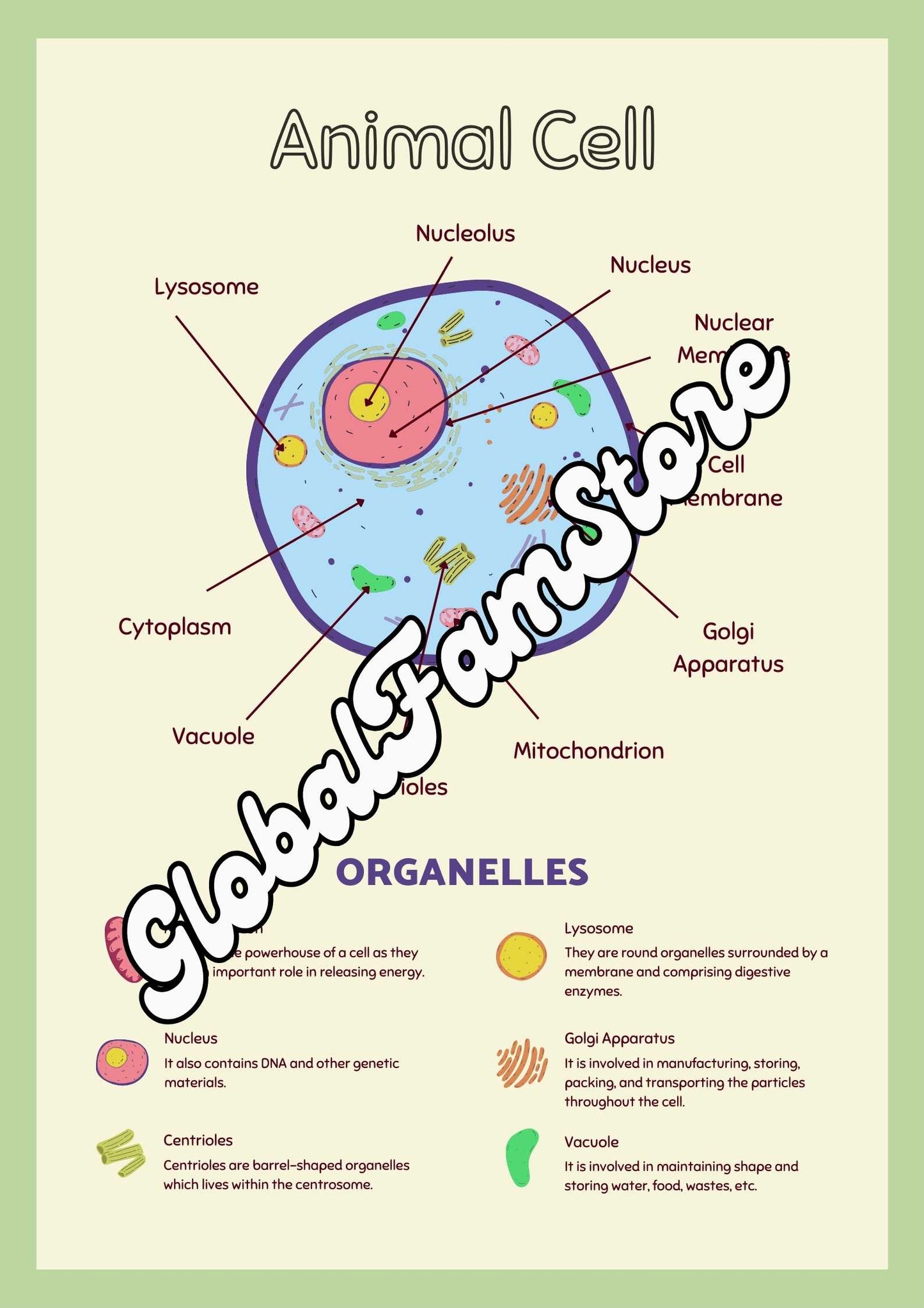 Plant & Animal Cell -Middle and High School Biology Poster