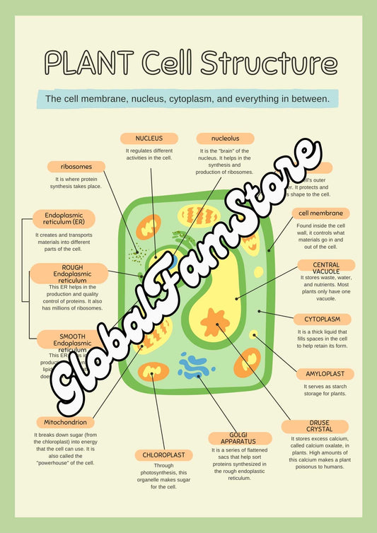 Plant & Animal Cell -Middle and High School Biology Poster